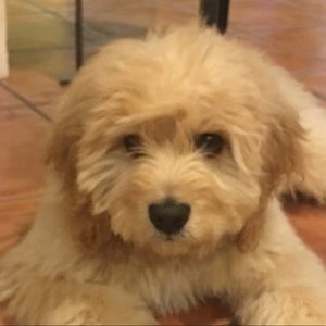 Meet your Posher, Kimberley